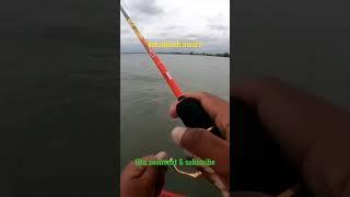 BARRAMUNDI BABON MUARA #shorts