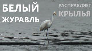 КИТАЙ 2024: видео № 108 – Белый Журавль Расправляет Крылья – грациозная птица в парке г. Шеньчжень.