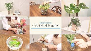 똥손도 가능한 수경재배 식물 16가지 | 누구나 쉽게 인테리어 하는 방법