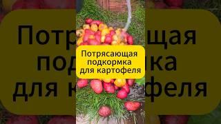 Потрясающая подкормка для картофеля #огород #дача  #подкормка #картошка #картофель #удобрения