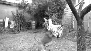 AmStaff game