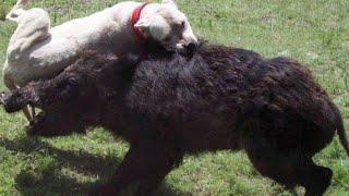 WILD BOAR CLEAVER AGAINST Dogs Wolves and other predators