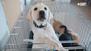 Smart Collar Helps Puppies Become Guide Dogs | All Good