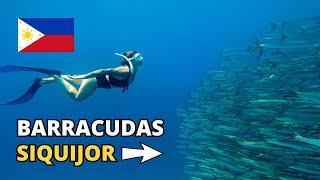 SWIMMING WITH BARRACUDAS SIQUIJOR, PHILIPPINES!  (Tulapos Marine Sanctuary)