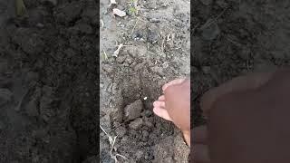 #corn #cornar #corner#SEED #HARVEST  #Pla 01/05/2024