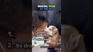 Funniest Dog Reactions at the Vet  #ranking