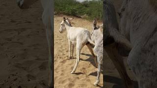 #donkey #animals #youtubeshorts #trending #foryou