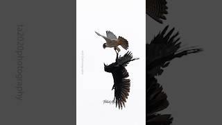 The Bird Rocket strikes again. Male Peregrine Falcon VS. Raven....#peregrinefalcon #falcon