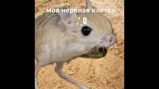 ААААА, убежище….. А…АА…АААА…..#мем #ааааааа #убежище