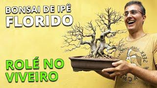 BONSAI DE IPÊ COM FLOR - Rolé pelo viveiro!!!