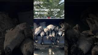 HOLD ON  #waterfowl #duckhunting #sportspal #hunting #mallard #geese