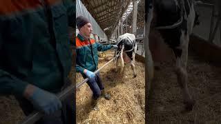 Assistance during childbirth #cows #veterinär