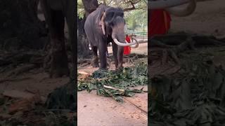 ඉන්දිගේ වැඩදිහා බලන් ඉන්න සාදු️| Indi raja #elephant #tusker #viral #video #shorts