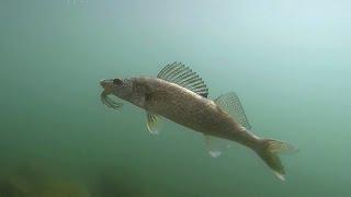 Shoreline Fishing for Walleye in Washington
