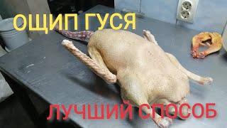 ОЩИП ГУСЯ. СУПЕР СПОСОБ