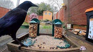 Crow and the squirrel