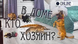 БУЛЛИ САМАЯ МОЩНАЯ СОБАКА?