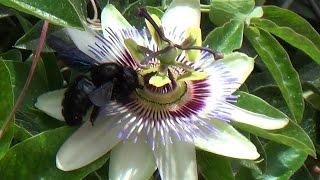 Abejorro carpintero europeo - Xylocopa violacea