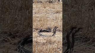 Snake mating dance