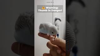 This Budgie Has Beef With My Thumb 