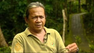 Tarsiers under existential threat in Philippines