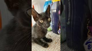 Little Kira ‍⬛️ #cat #catshorts #catlovers #catsofyoutube #cats #blackcat #catlady #perte #fyp