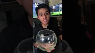 Por esto tus peces mueren #acuarios #peces #bettafish #acuariofilia