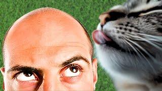 Why Cats Love Licking Human Hair
