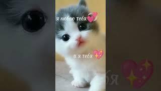 #шортс #рекомендации #shortvideo #реки #рекомендации #shorts #КотоБул