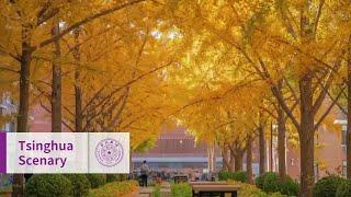 Autumn at Tsinghua: Gingko trees