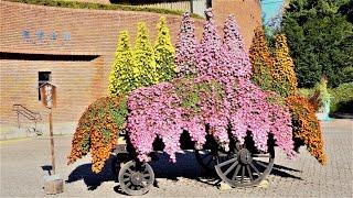 4K 秋を彩る菊やダリア達 神代植物園2020Chrysanthemums and dahlias that color autumnat Jindai botanical gardens 2020