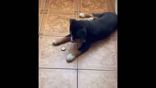 Entlebucher Puppy plays with a cucumber Бушка с шустрым огурцомvs#puppy#cucumber#funny#bushik