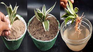snake plant propagation in soil |sansevieria propagation in soil |tiger tongue plant in soil