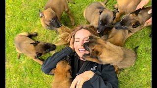 ‘MALIGATORS' - BORN TO BITE? - Belgian Malinois Puppies