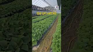 하우스 깻잎 소개해요 금산 농가 소득 2위 #healing #건강정보