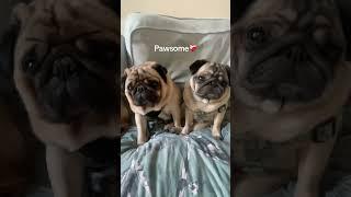 Pawsome pugs