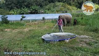 Creating Change 4 Elephants  Gentle Giants Stay Home Project