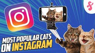 Most Popular CATS OF INSTAGRAM | Furry Feline Facts  