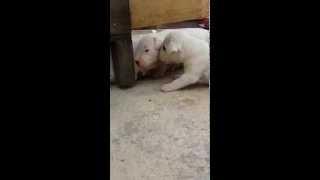 dogo argentino puppy