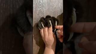 Оn the claws / off the claws 