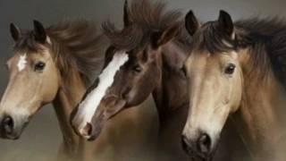 Horses