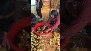#duck #farmer #duckfarming #factory #animals #shorts