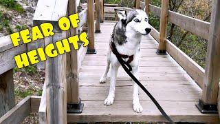 Laika the Husky Is Afraid Of Heights