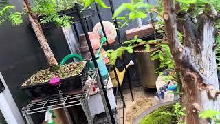 Patricia O'Connor, The Bonsai Balcony: Using Guy Wires.
