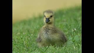 PhotoHunter Video Album: Spring is For Babies