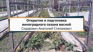 Открытие и подготовка виноградного сезона весной