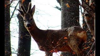 Frumusețea animalelor SĂLBATICE! (Relaxing nature video)