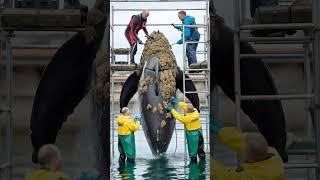 Marine biologists have caught a whale with a rare species of parasitic barnacles  #sealife