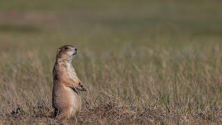 Ecosystem Essential: The Prairie Dog Town