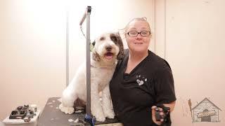 Grooming a Portuguese Water Dog